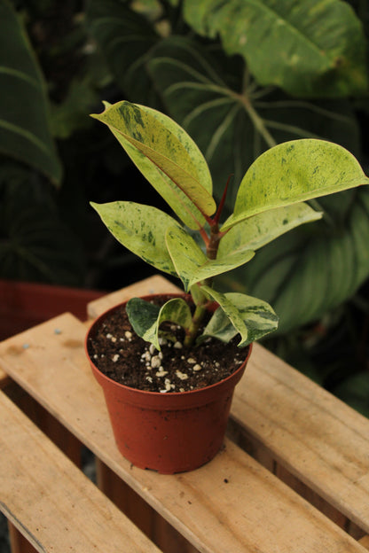 Moonshine Shivereana Ficus Elastica