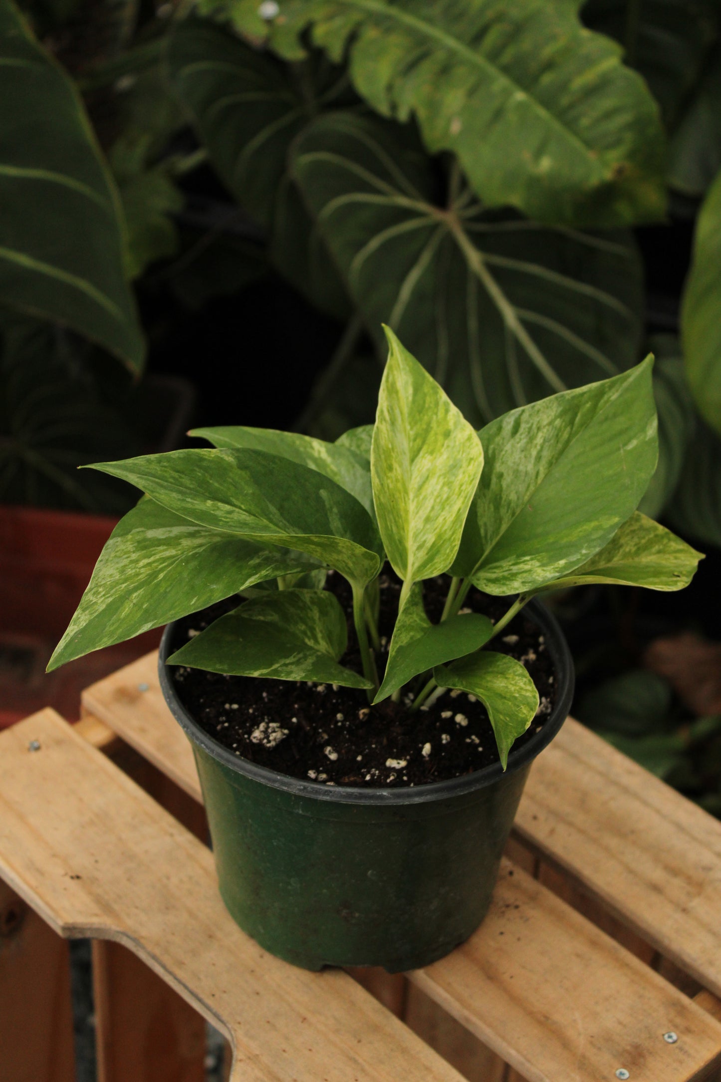 Marble Queen Pothos