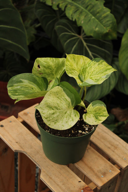 Manjula Pothos