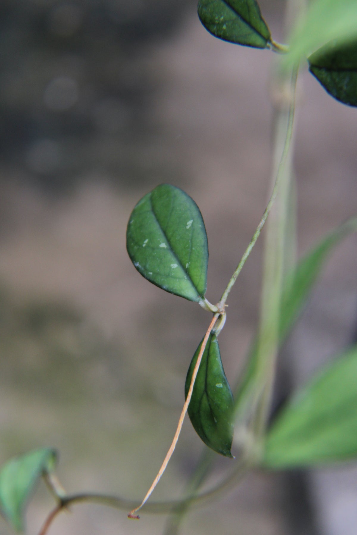 Crassipetiolata Hoya