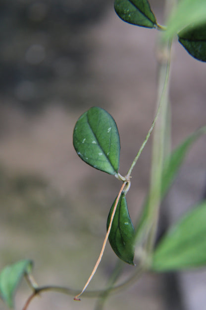 Crassipetiolata Hoya
