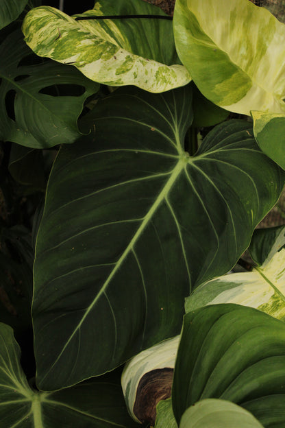Philodendron Glorious
