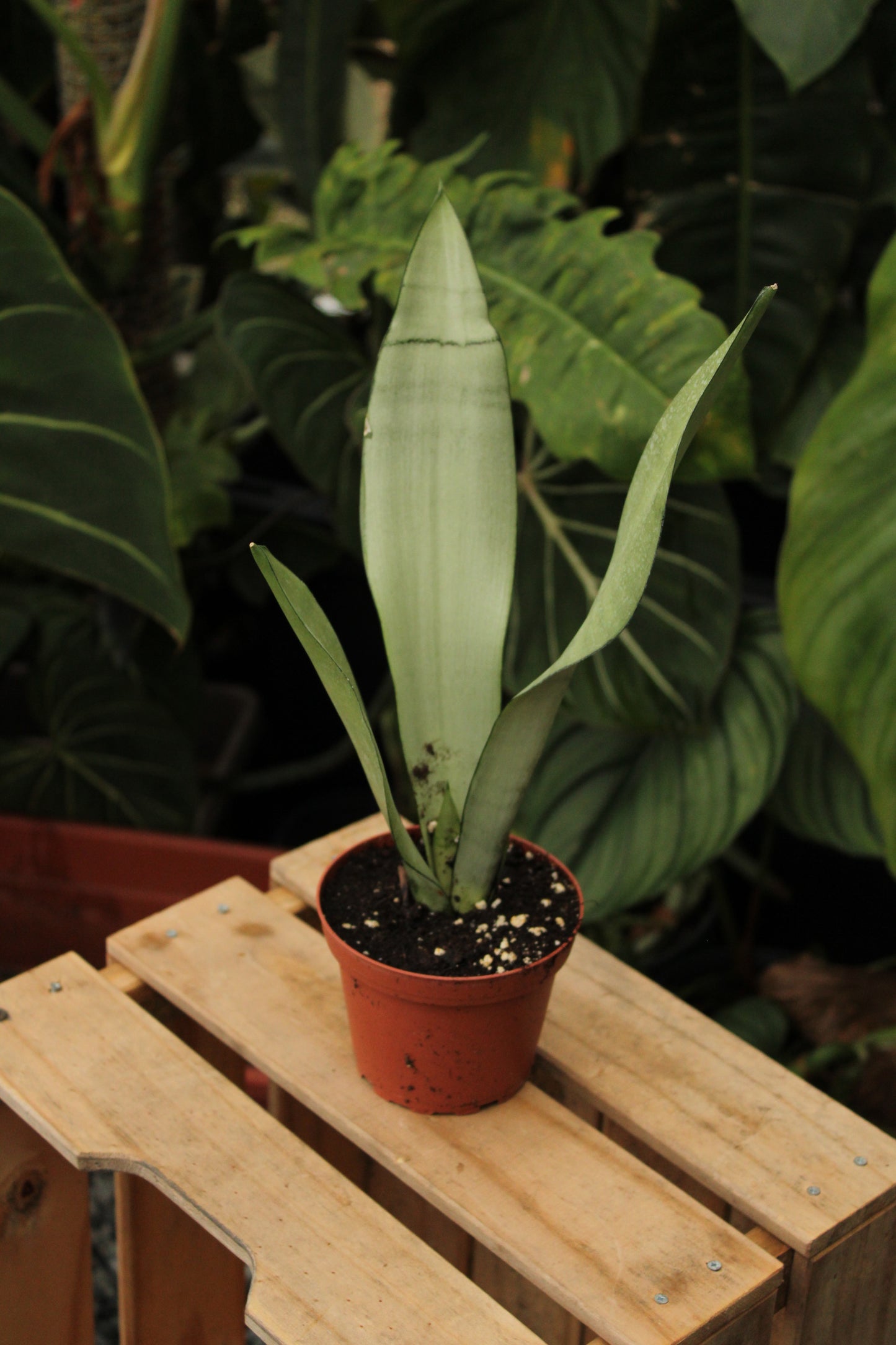 Sansevieria Moonlight