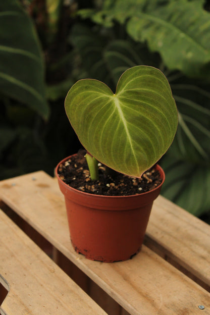 Philodendron Glorious