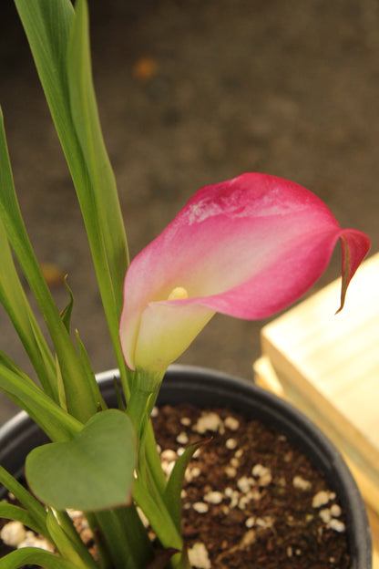 Calla Lily