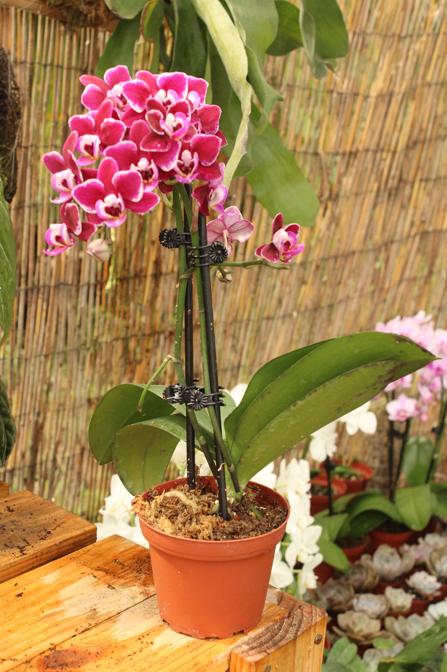 Phalenopsis Orchid