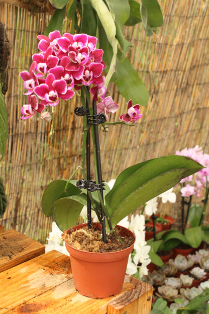 Phalenopsis Orchid