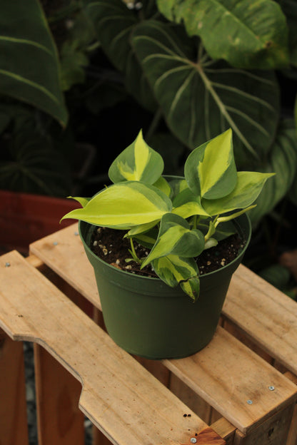 Brasil Philodendron
