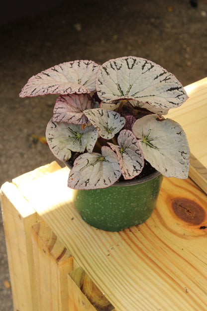 Silver Dollar Begonia Rex