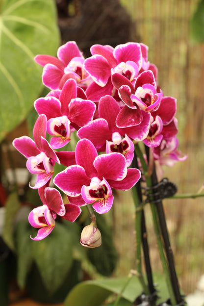 Phalenopsis Orchid