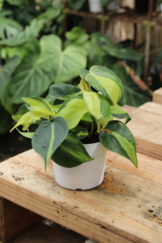 Brasil Philodendron