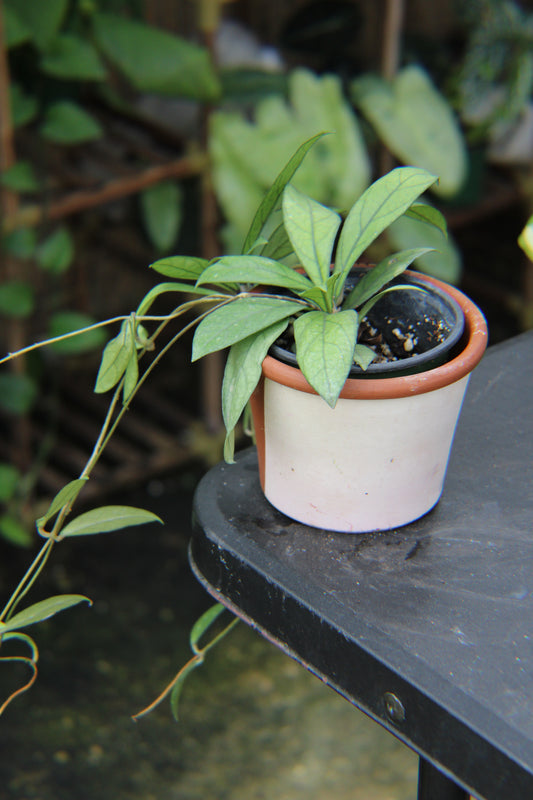 Crassipetiolata Hoya