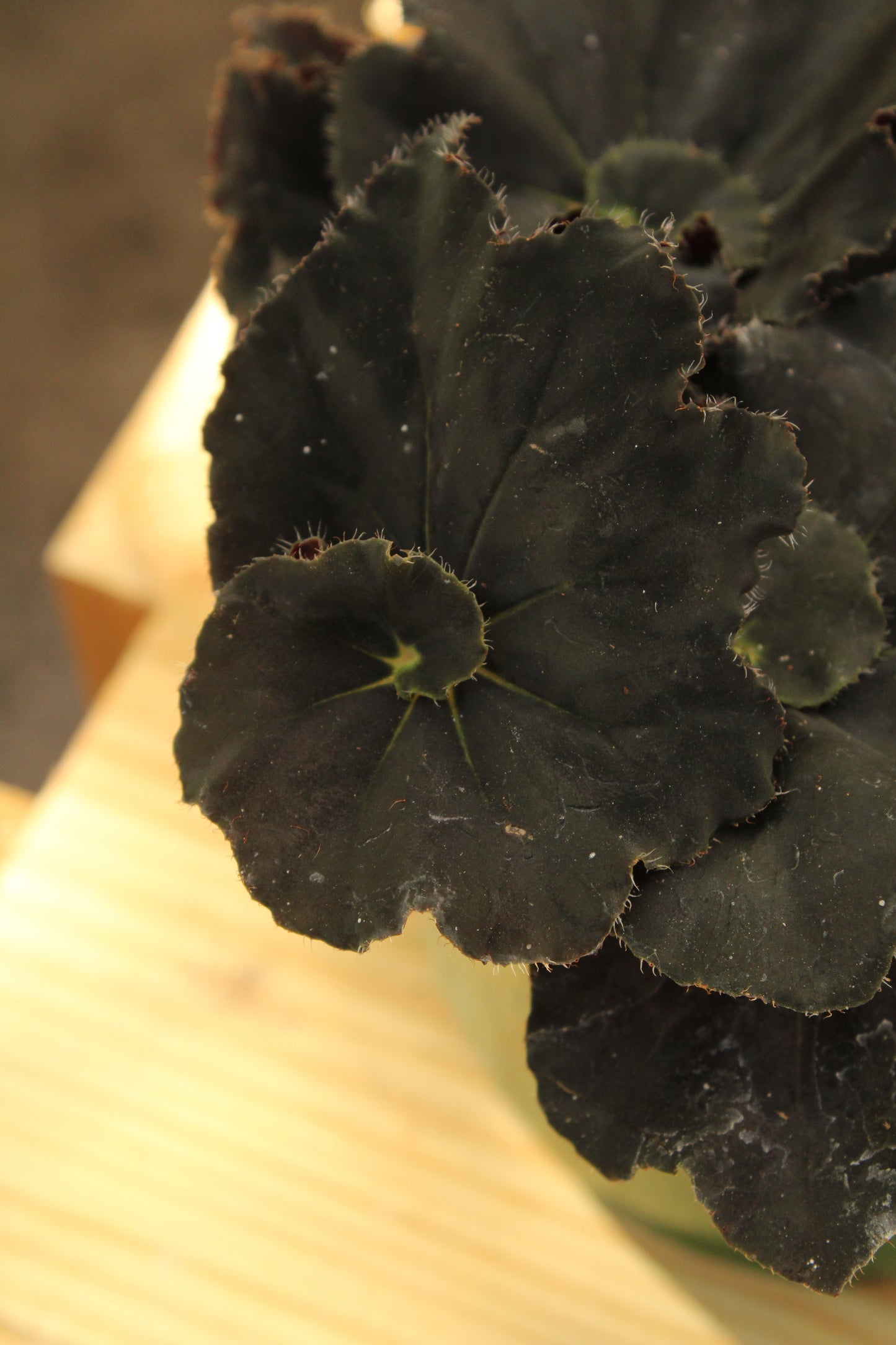 Black Mamba Begonia Rex