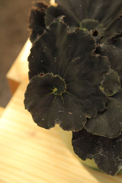 Black Mamba Begonia Rex