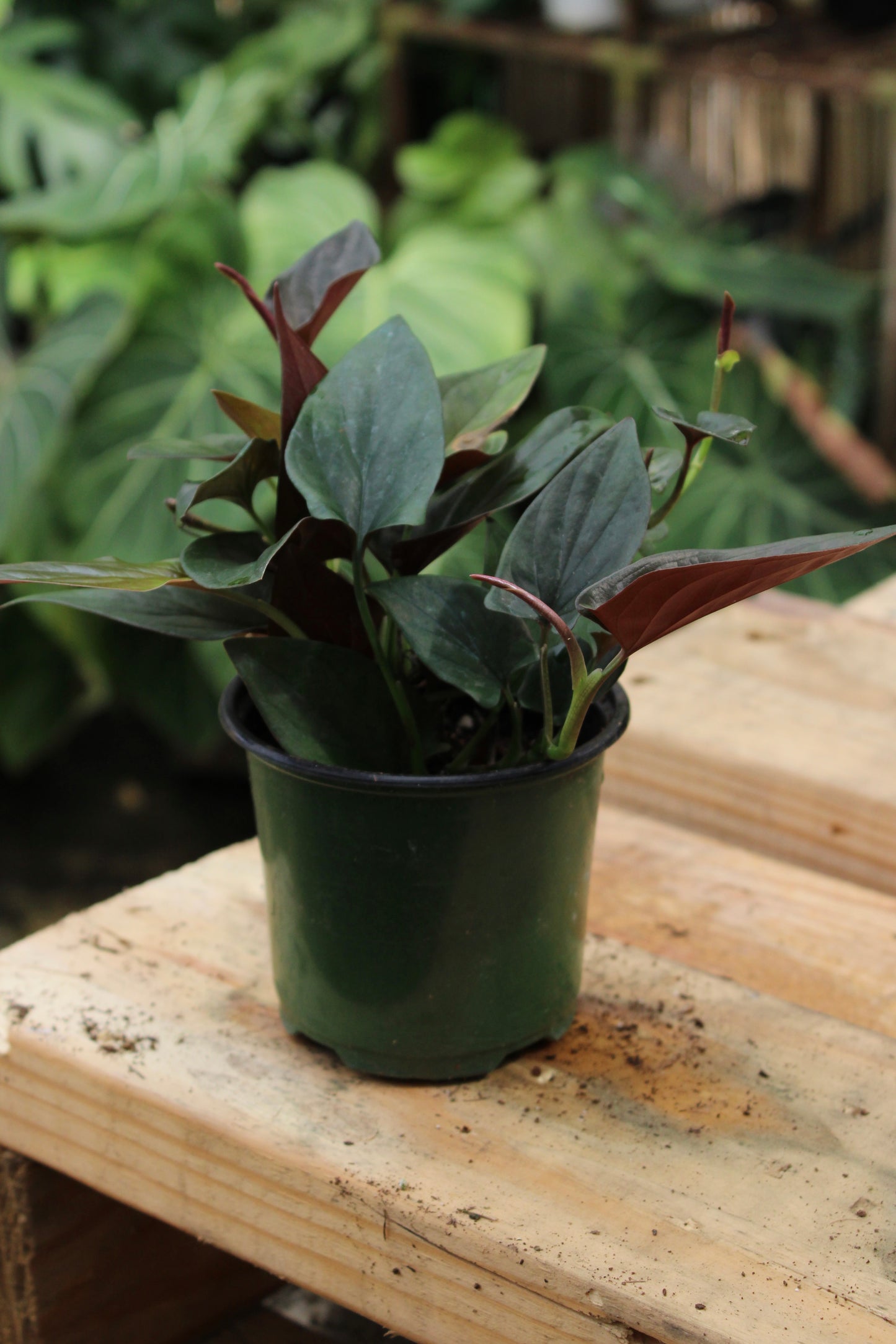 Syngonium Red Llano Carti
