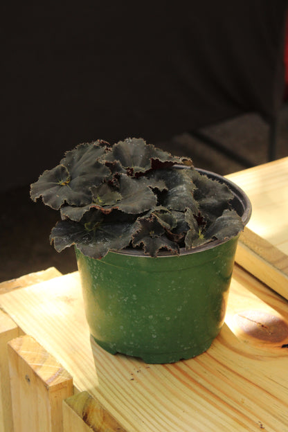 Black Mamba Begonia Rex