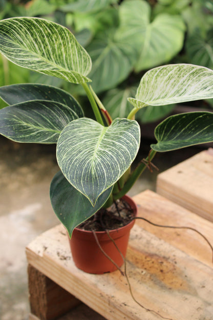 Birkin Philodendron