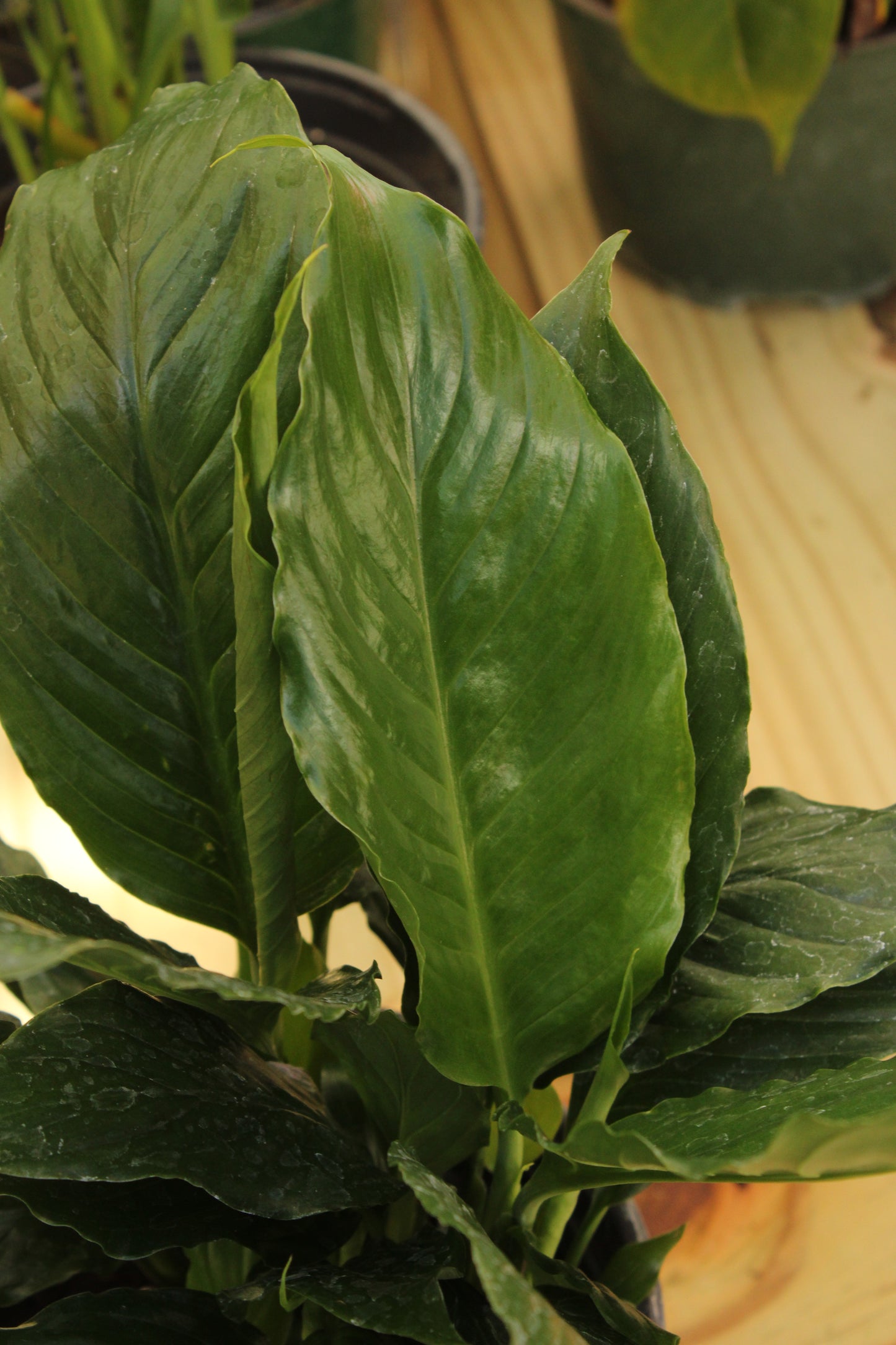 Peace Lily