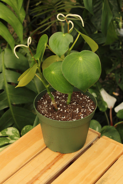 Raindrop Peperomia