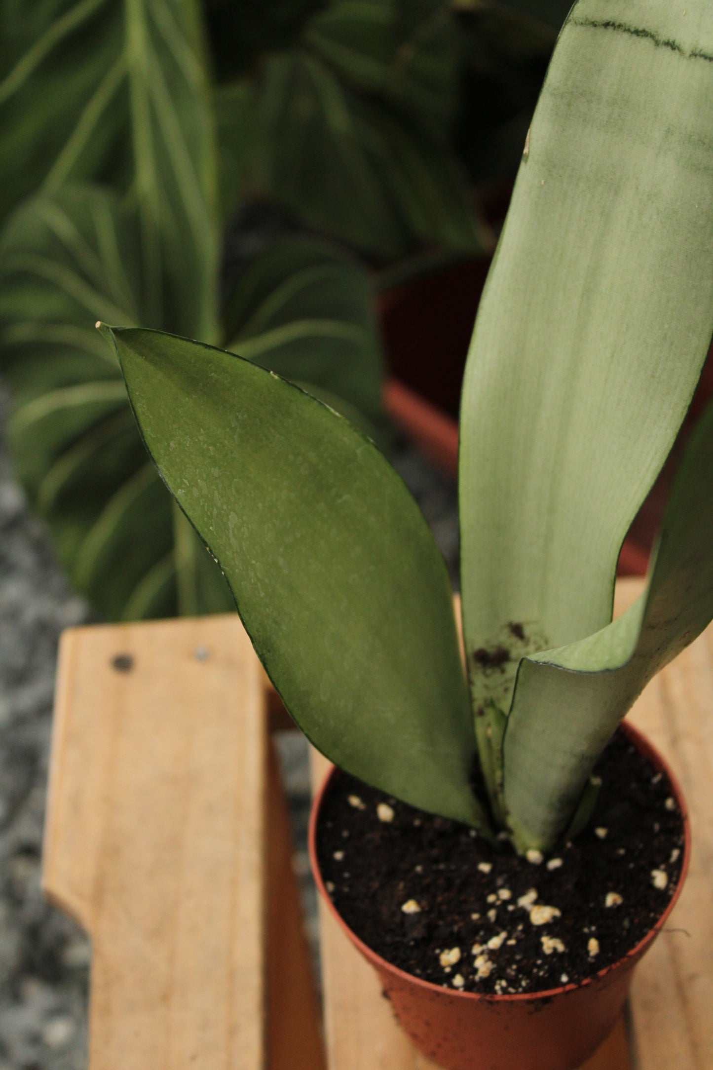 Sansevieria Moonlight