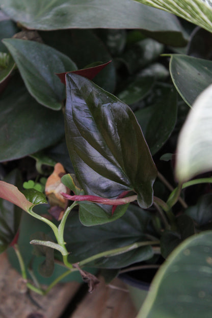 Syngonium Red Llano Carti