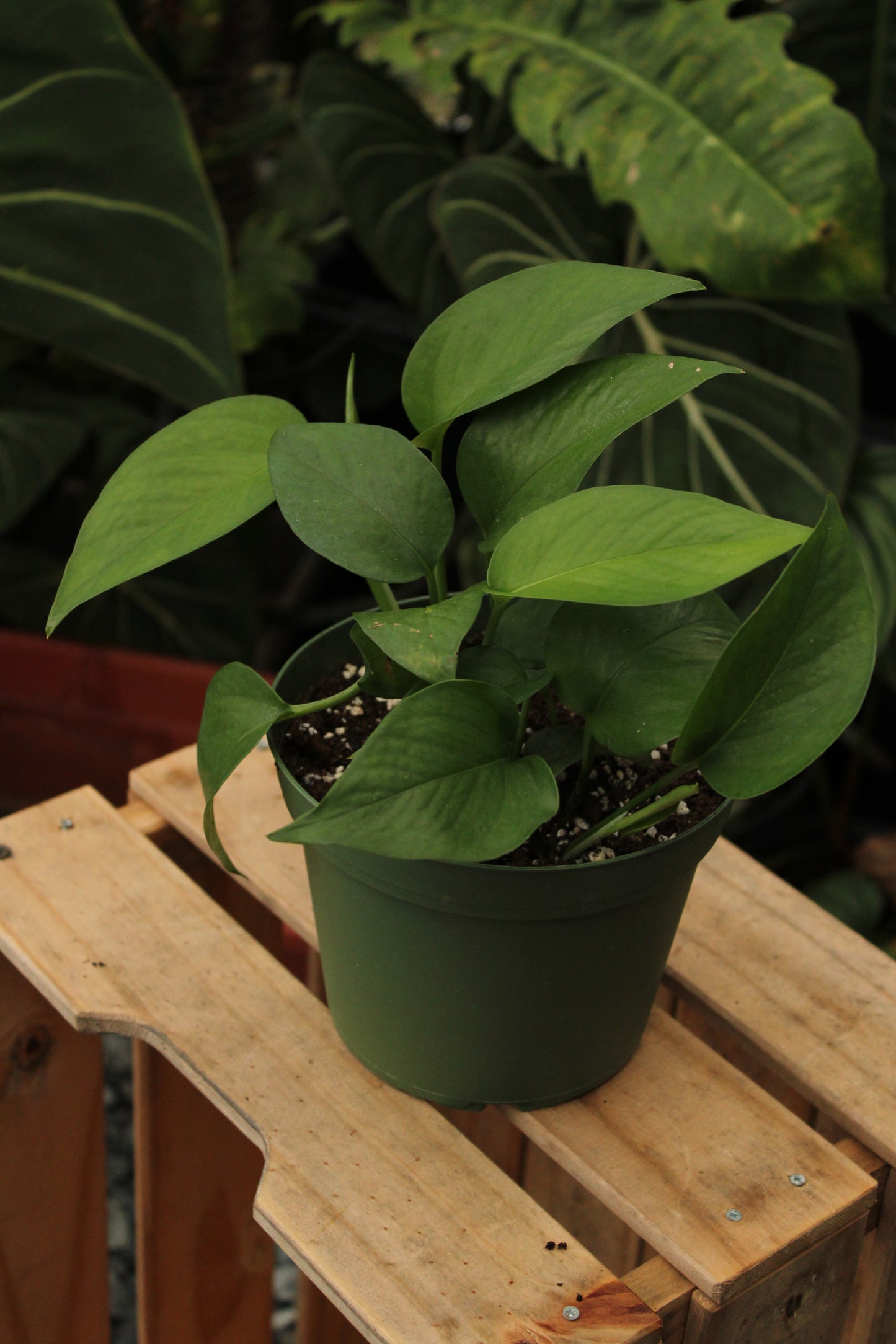 Jade Pothos