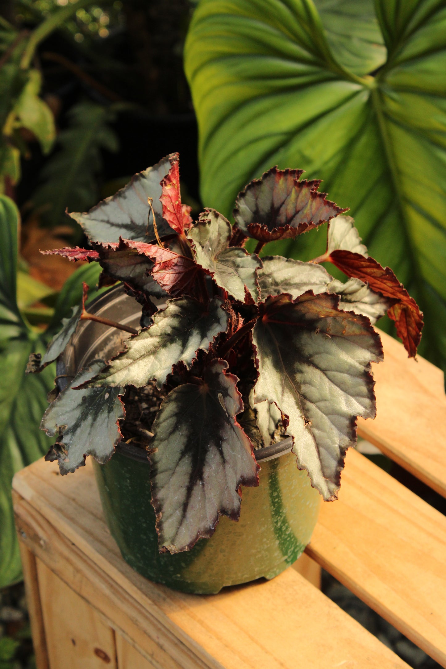 Silver Point Begonia Rex