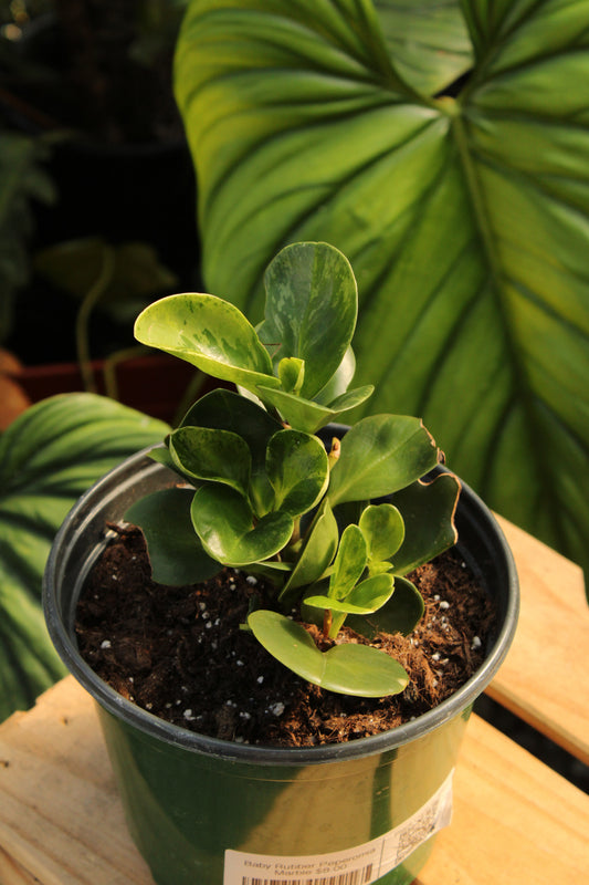 Baby Rubber Peperomia Marble