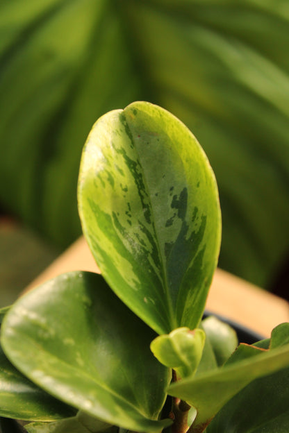 Baby Rubber Peperomia Marble