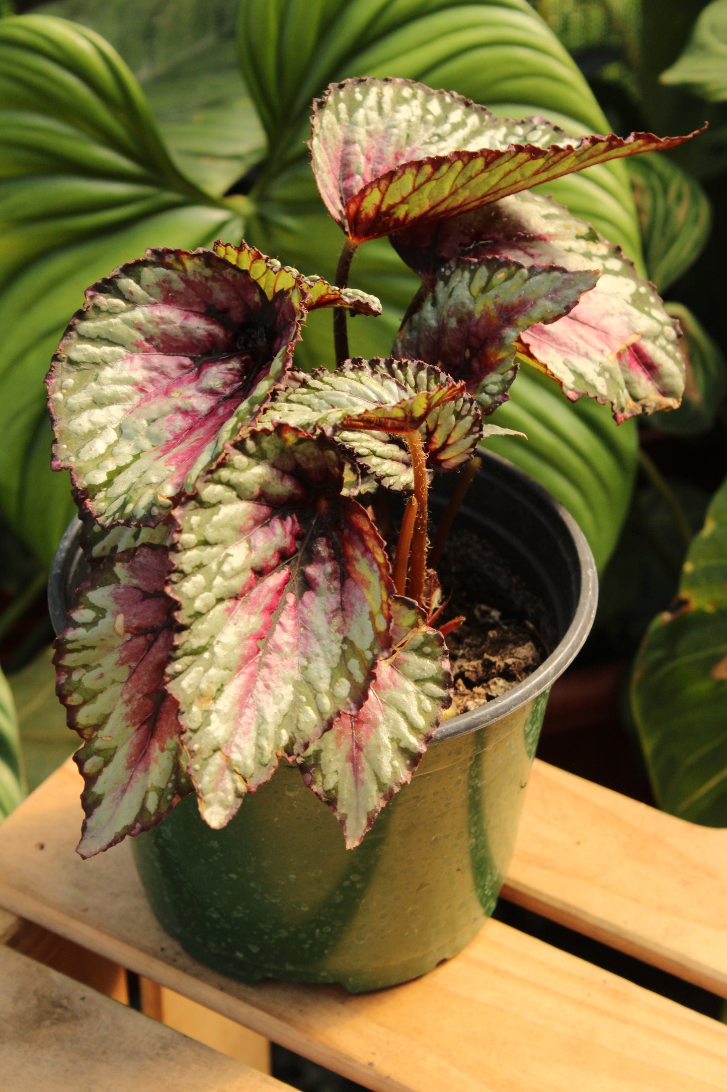 Salsa Begonia Rex