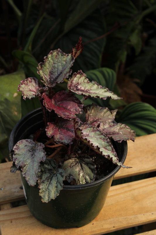 Silver White Begonia Rex
