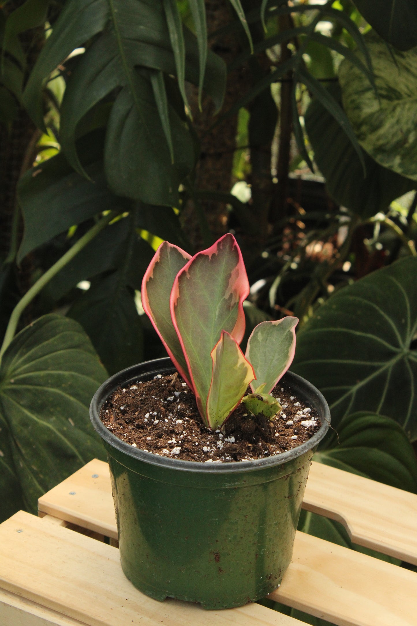 Ginny Peperomia