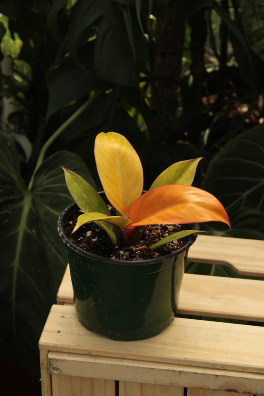 Prince of Orange Philodendron
