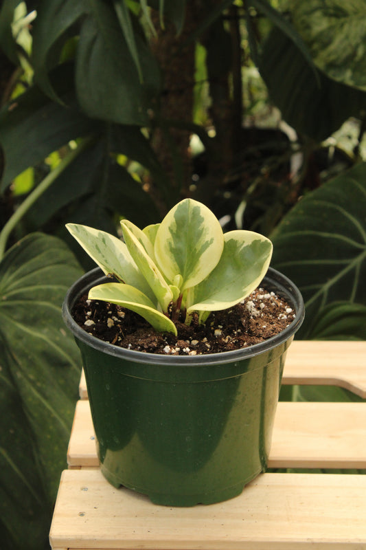 Baby Rubber Peperomia Variegated