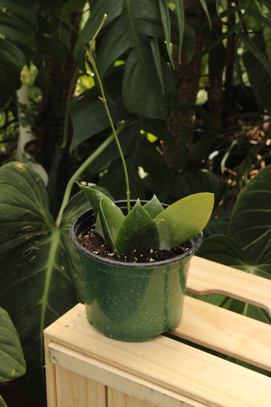 Aldrichii Hoya