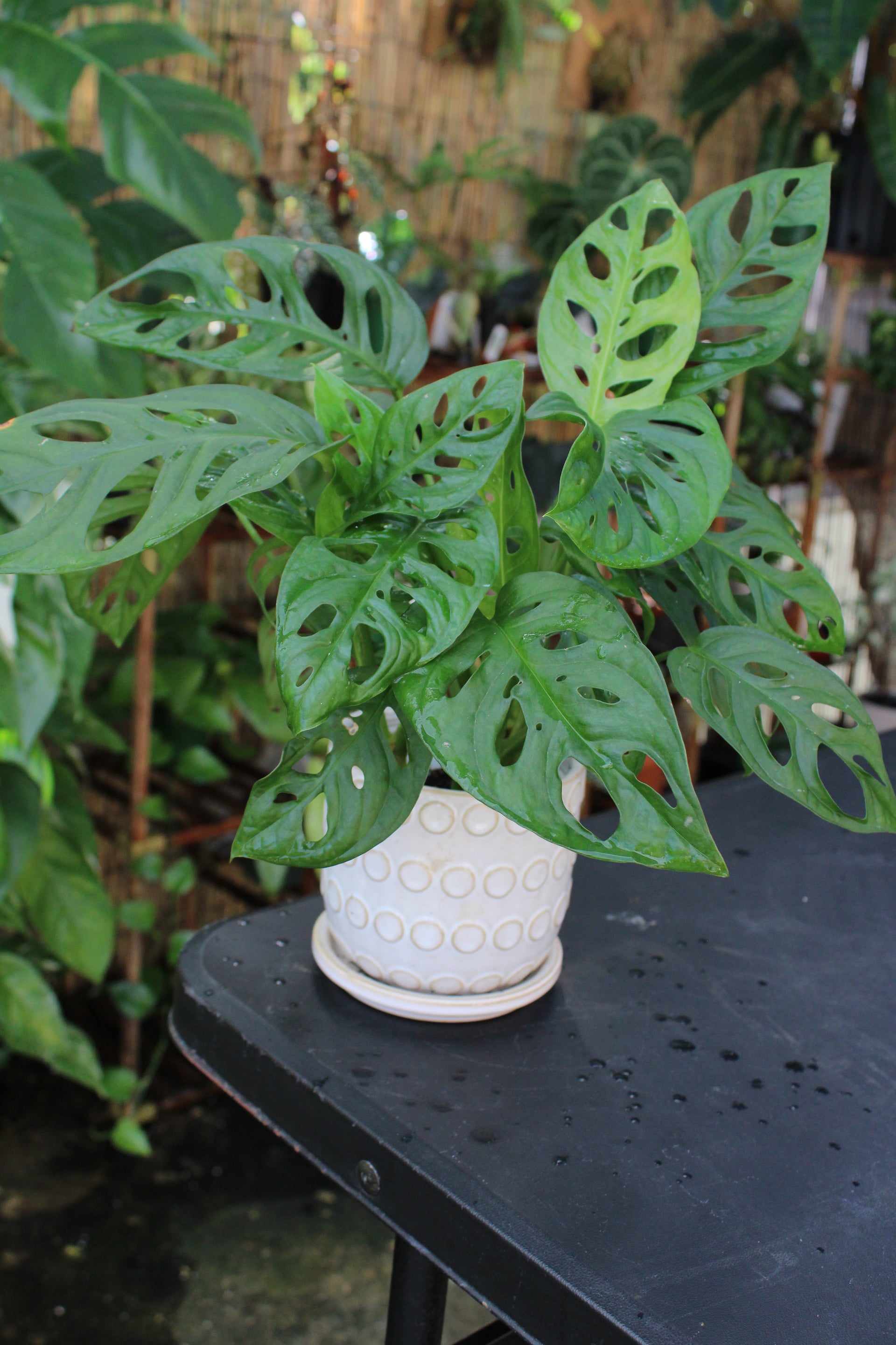 Adansonii Monstera – Borinquen Blooms