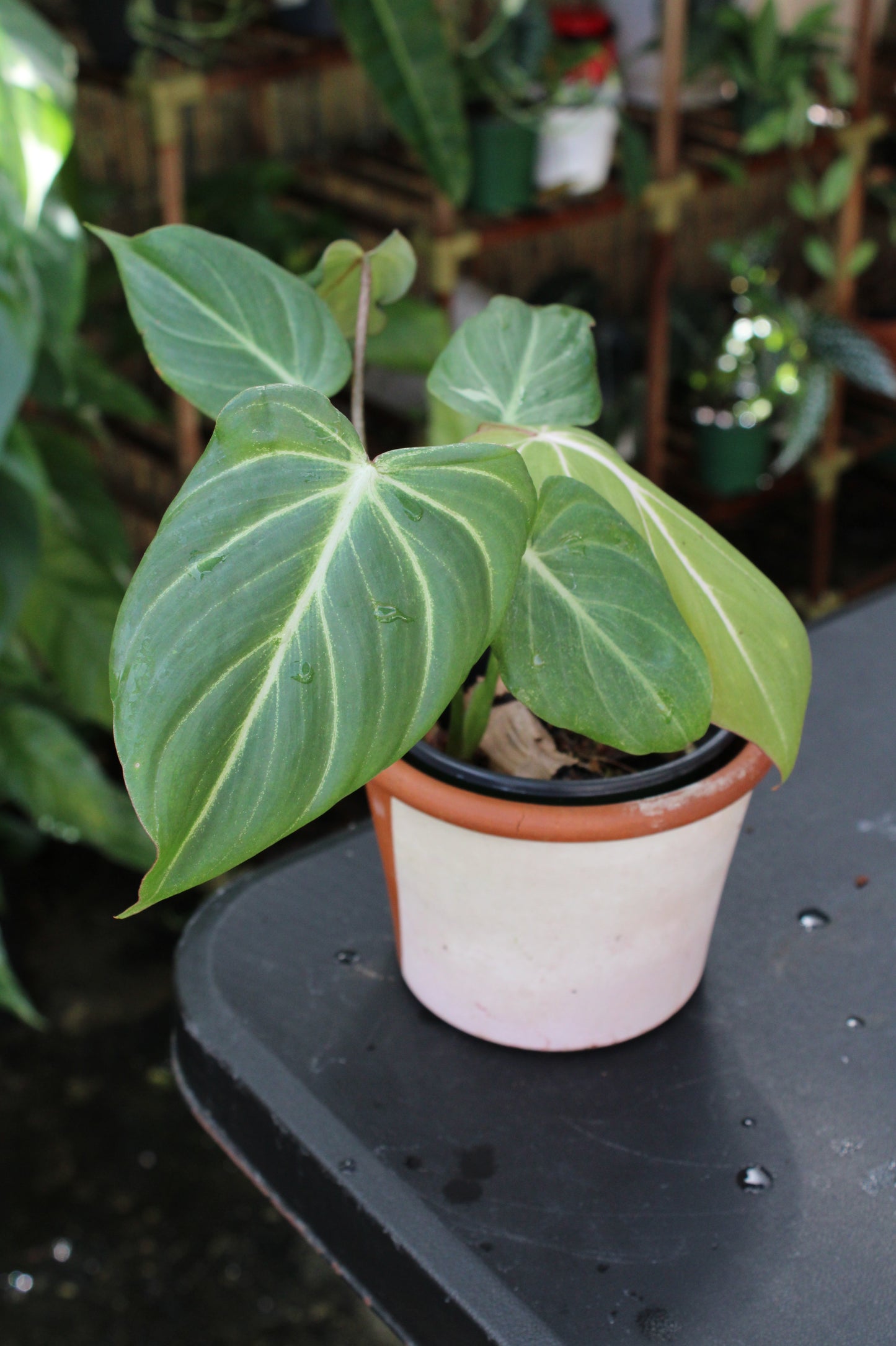 Gloriosum Philodendron