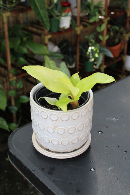 Golden Goddess Philodendron