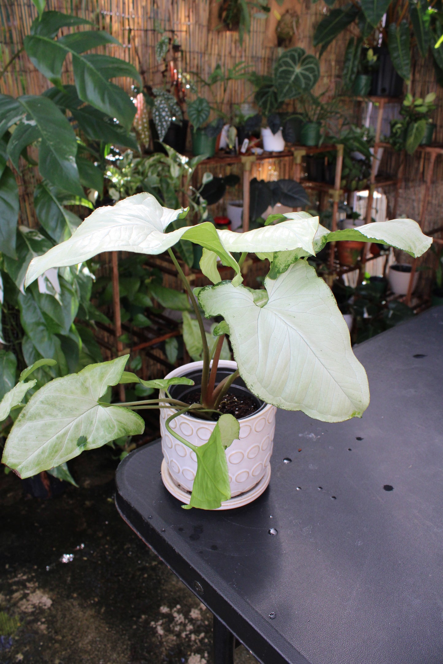 Holly M Syngonium
