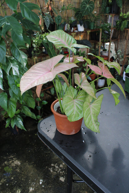 Pink Confetti Syngonium