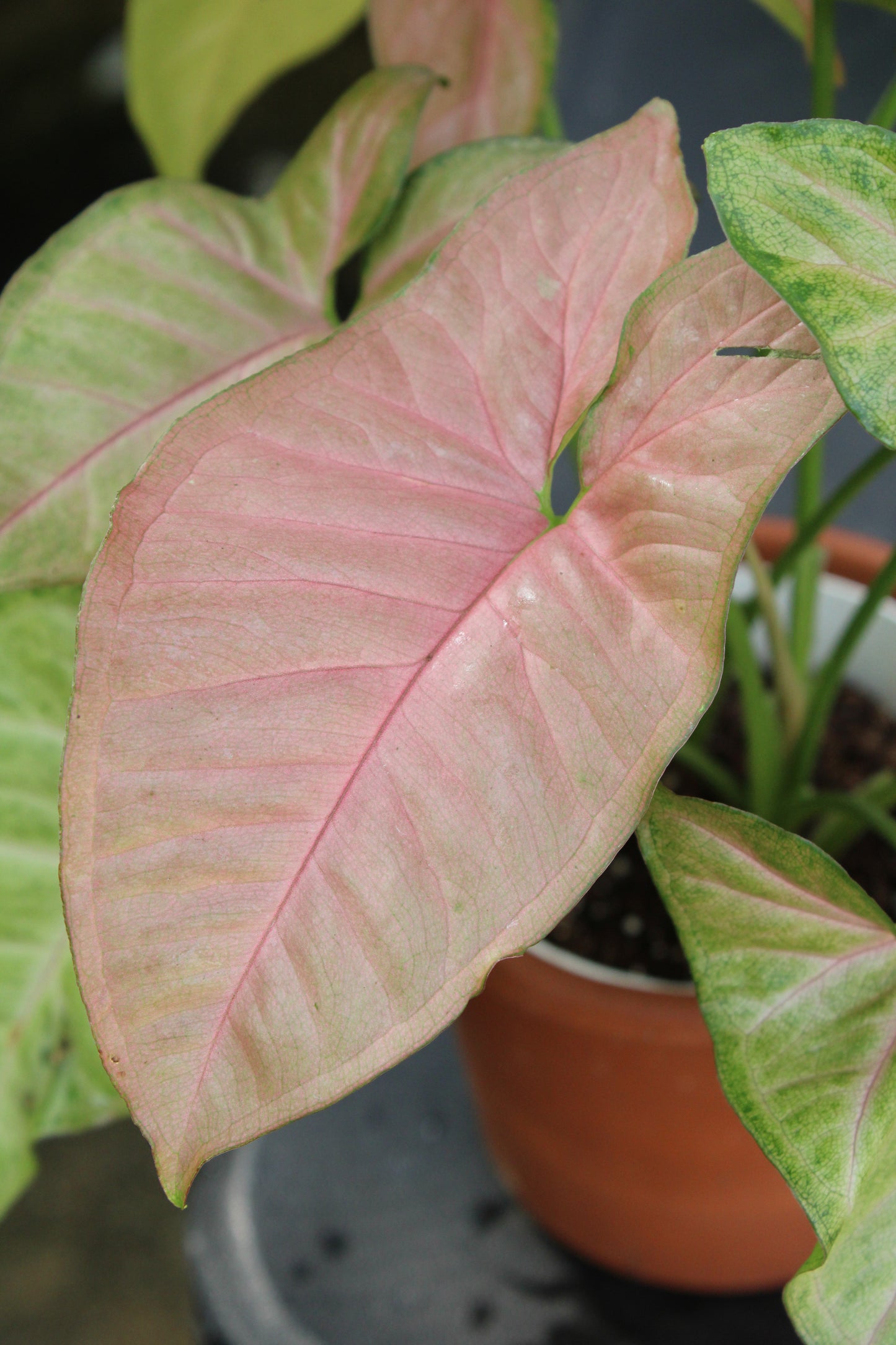 Pink Confetti Syngonium