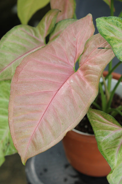 Pink Confetti Syngonium