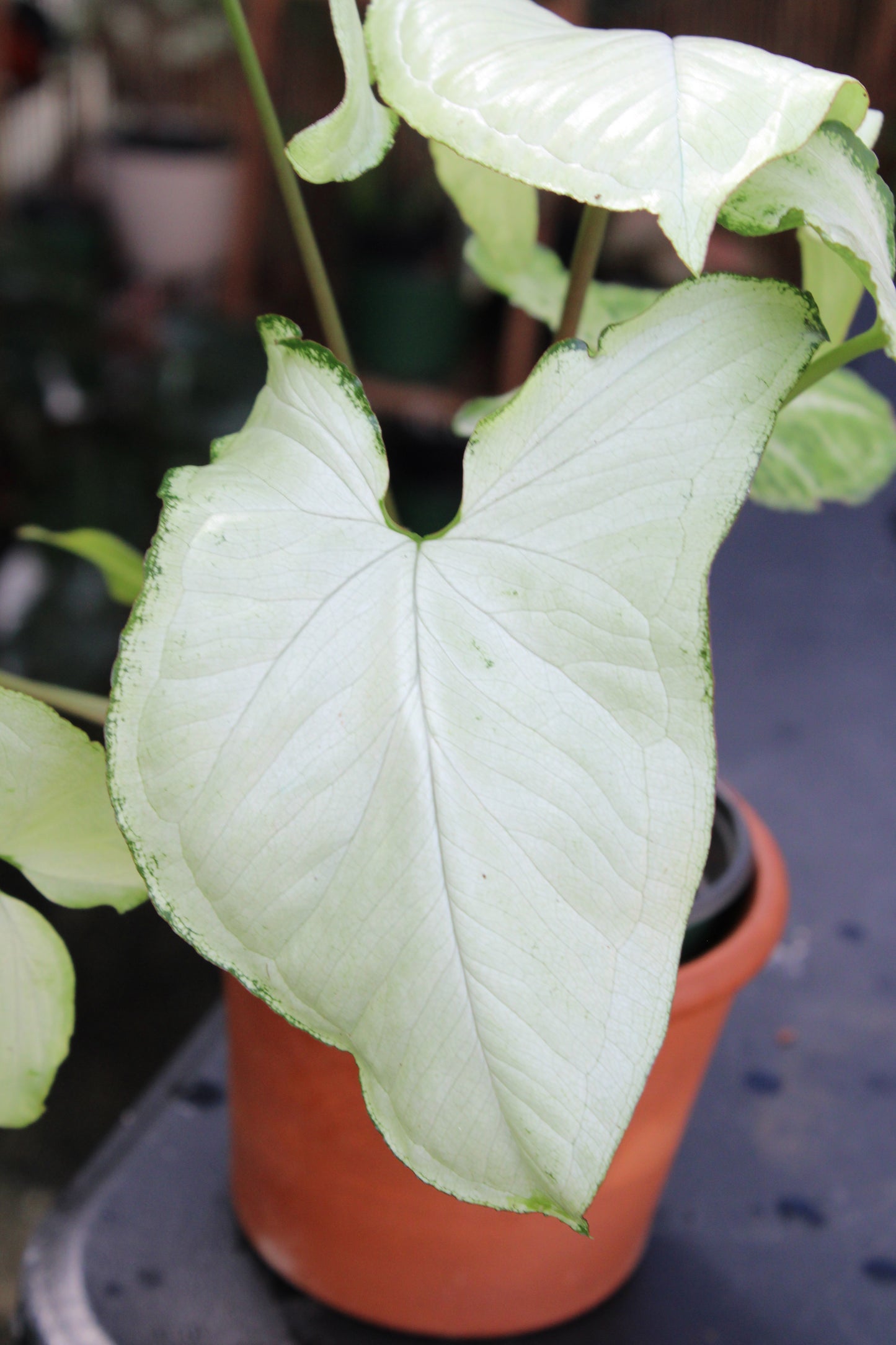 Holly M Syngonium