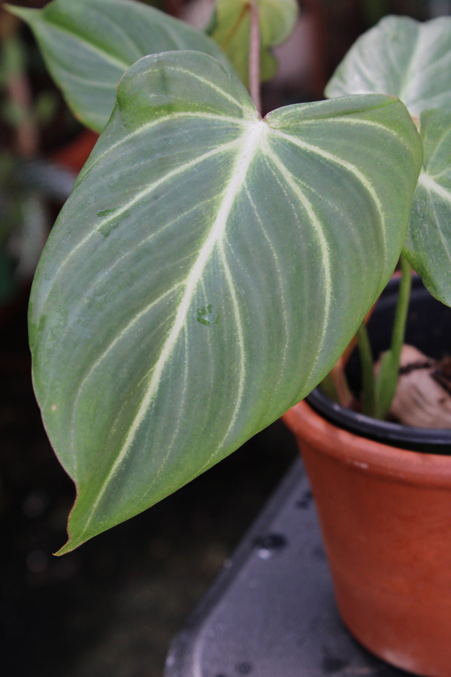 Gloriosum Philodendron