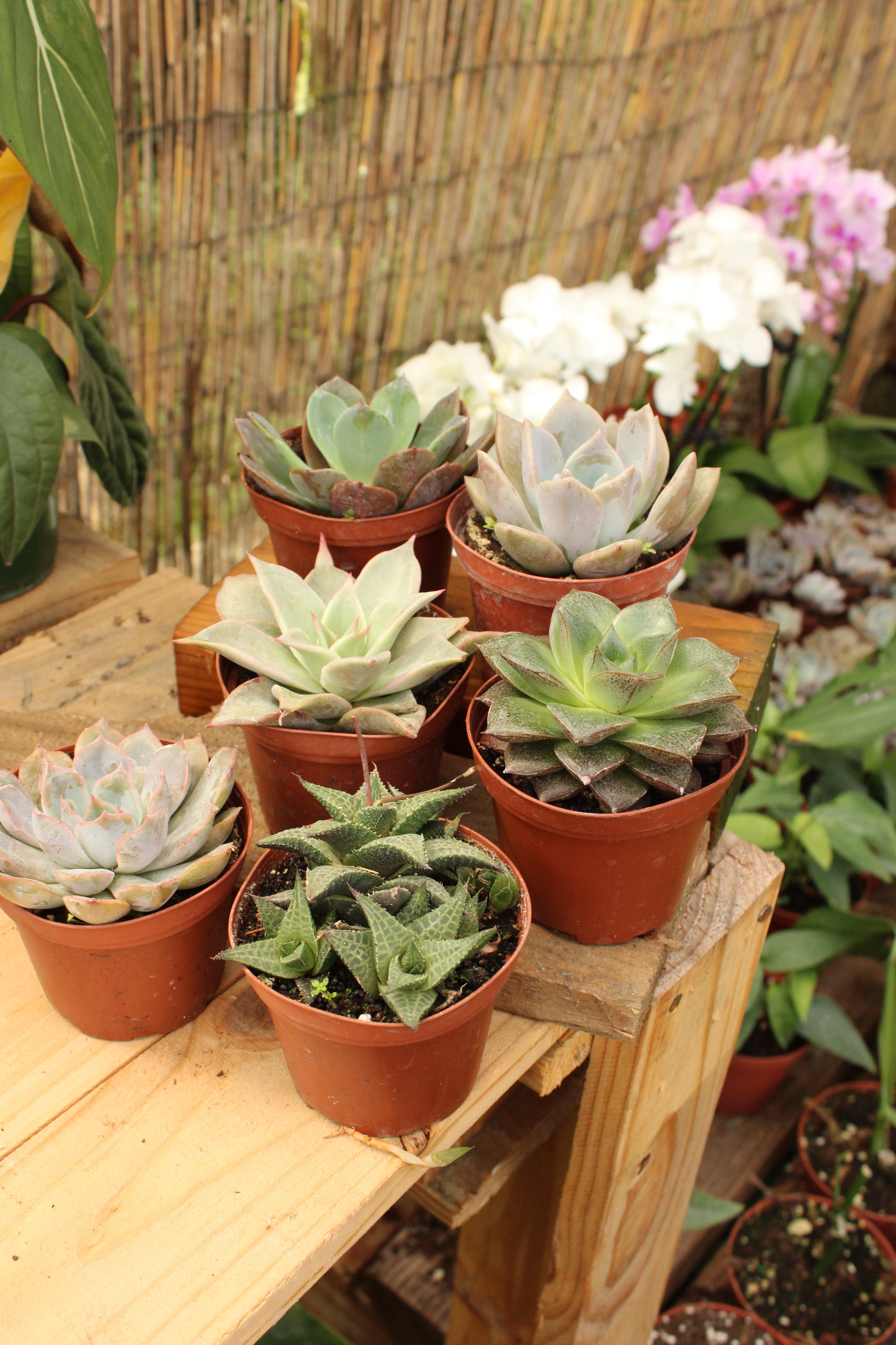 blooming succulents oswego Big Succulent – Borinquen Blooms