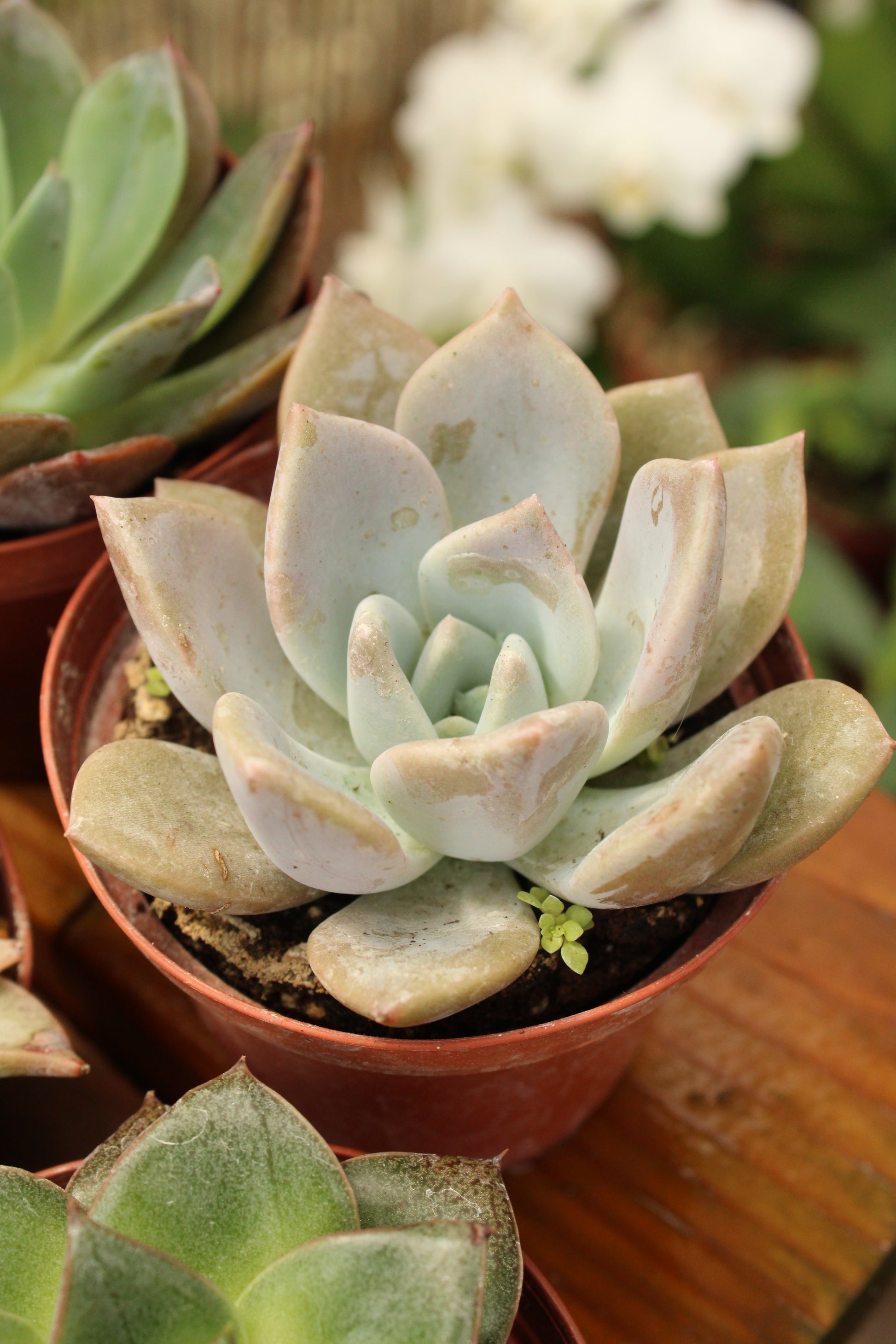 big succulent flower Big Succulent – Borinquen Blooms