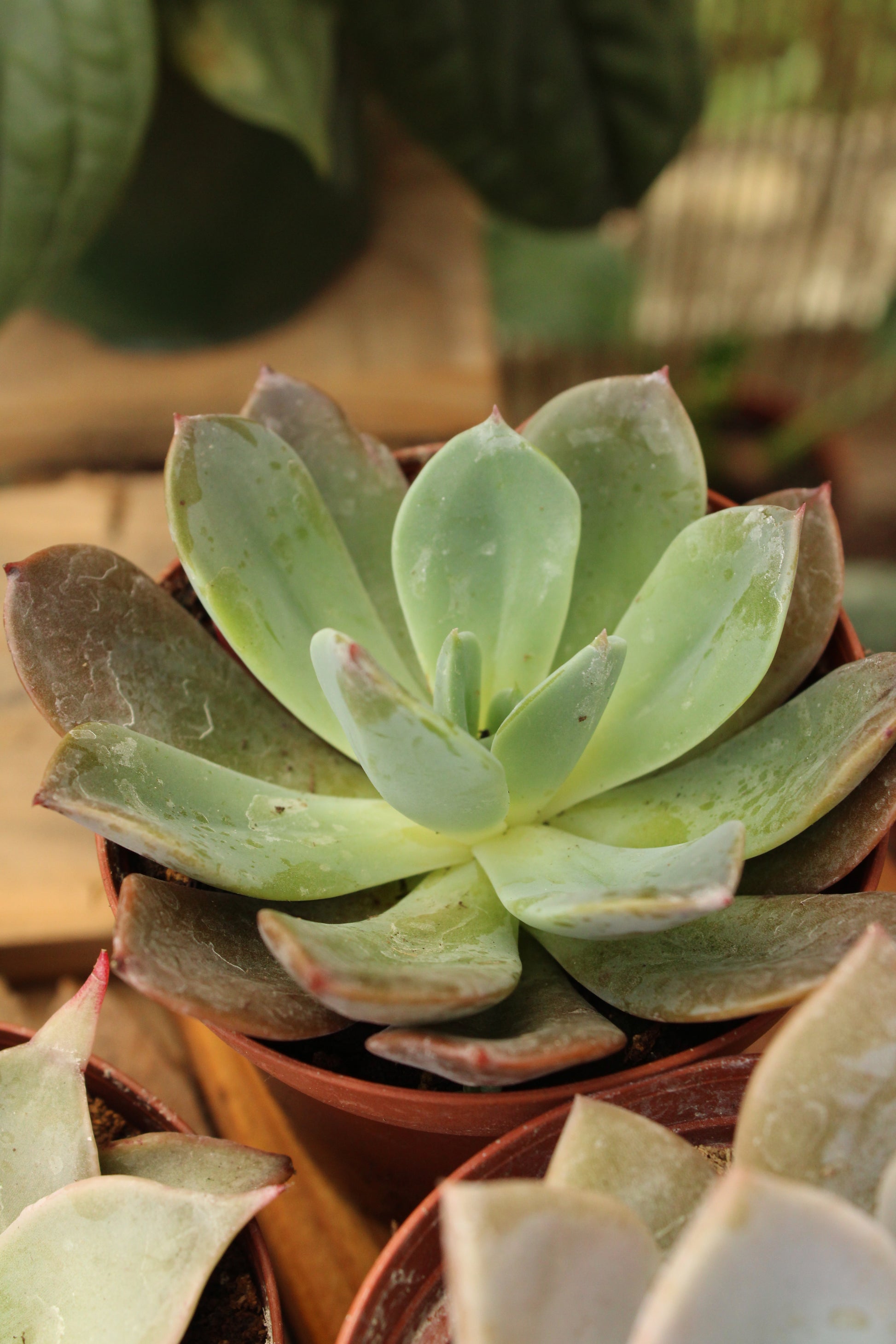 bloomwood succulent Big Succulent – Borinquen Blooms