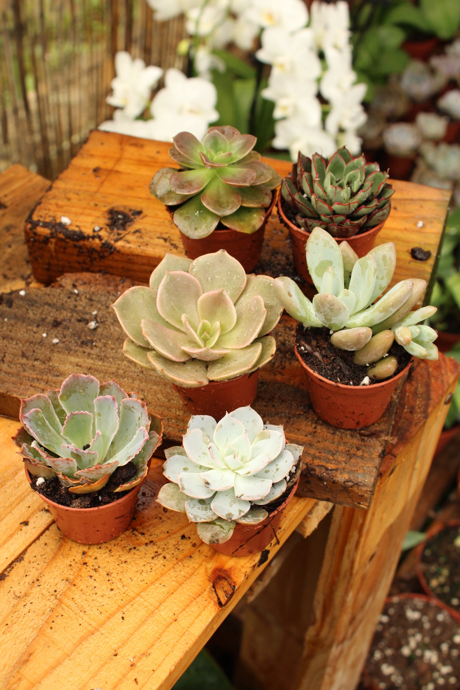 b&q succulents Baby Succulent – Borinquen Blooms
