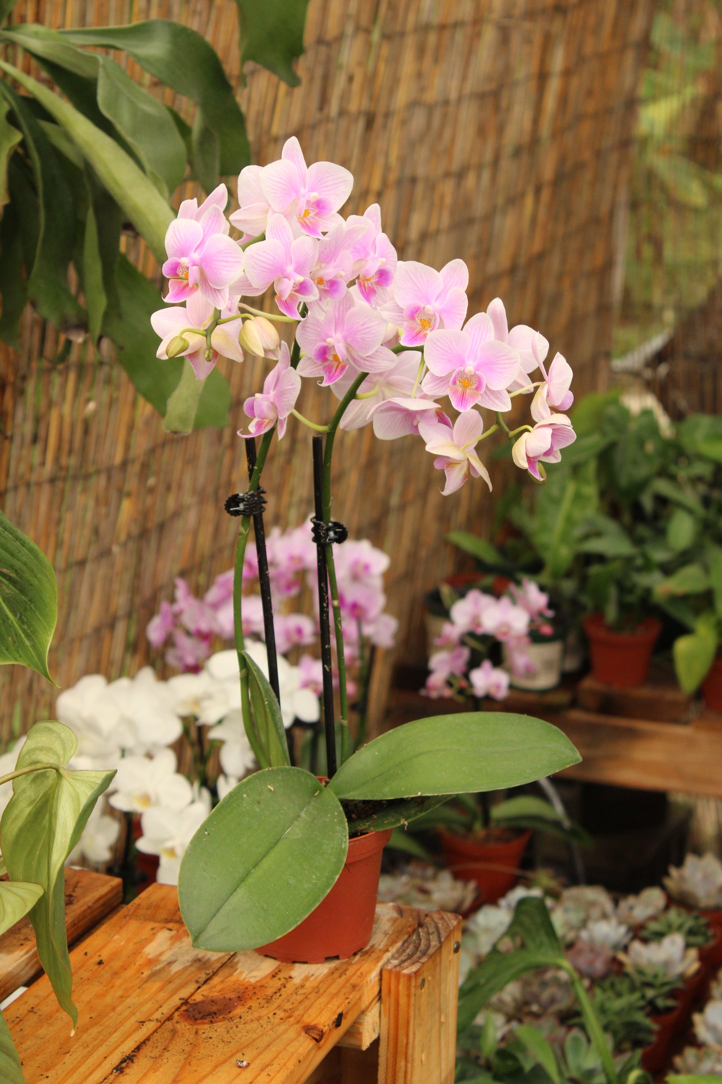 Phalenopsis Orchid