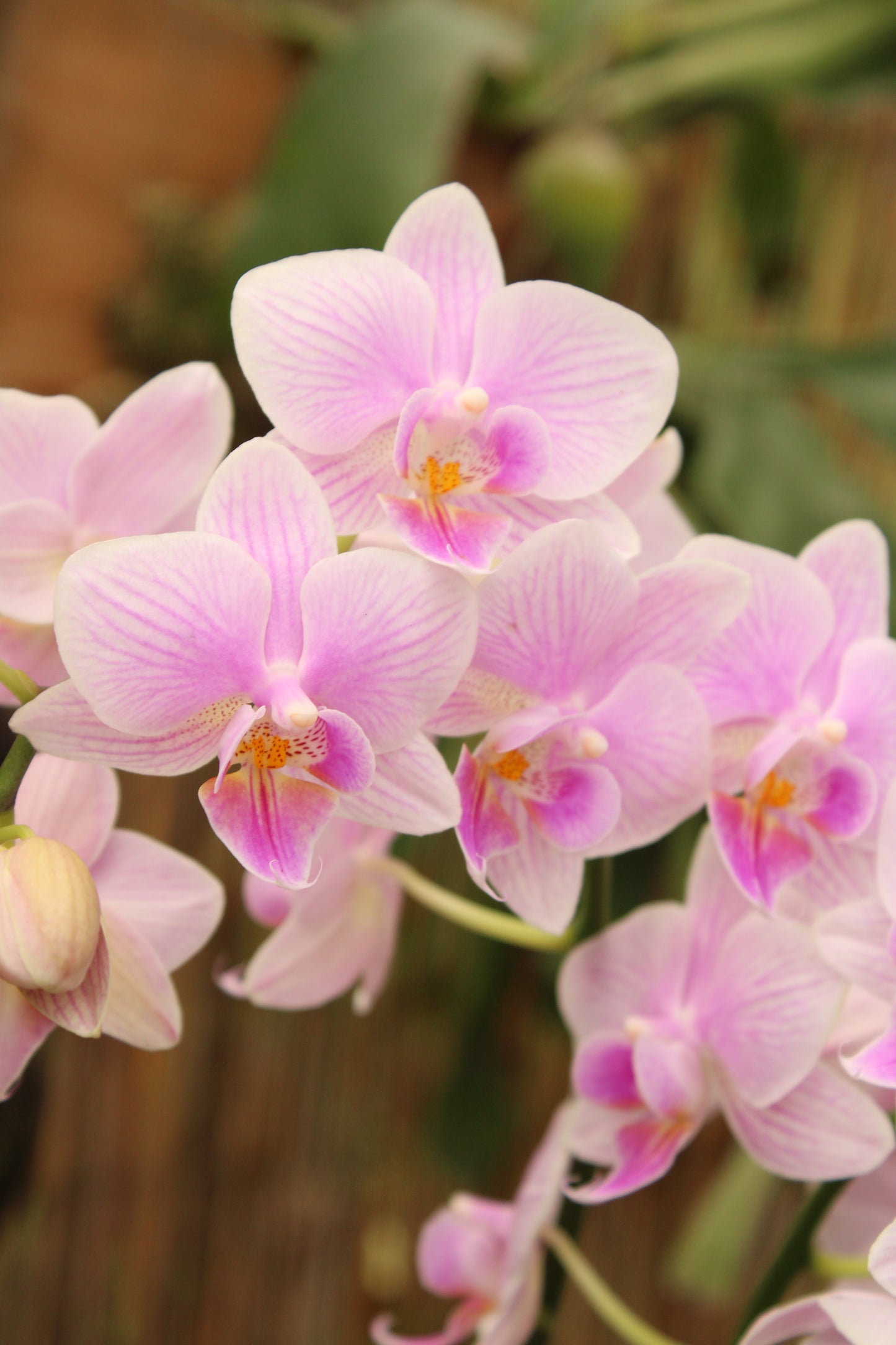 Phalenopsis Orchid
